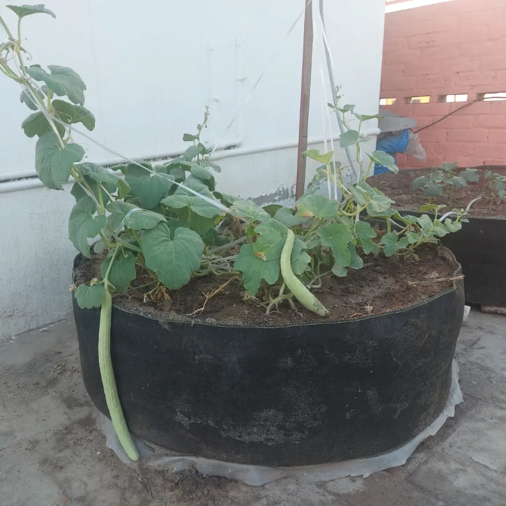 Fabric Raised Beds (Round)3.webp